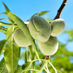 a branch of almond tree with some green almonds