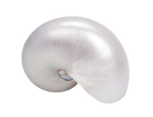 Naklejka premium seashell vertical