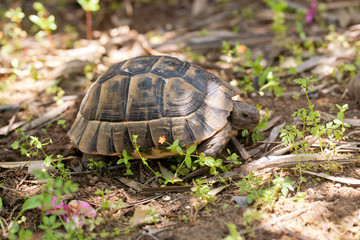Box Turtle is walking