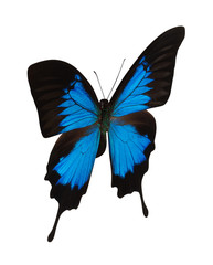 Blue butterfly
