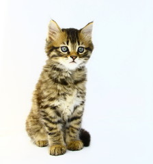 chaton tigré,bringé brun yeux bleus;fond blanc