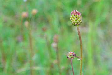Isolated Great burnet (Sanguisorba officinalis)