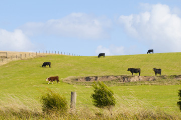 Fototapeta premium cow in the big grassland in australia