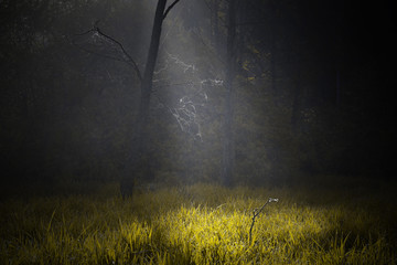 Leśna Opowieść, © jesiotr9
