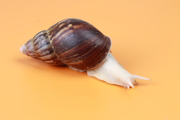 large snails