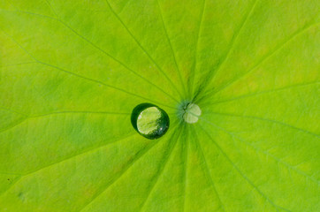 Drops of water on a lotus leaf