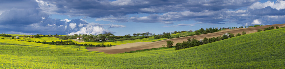 Rapeseed yellow fields in spring