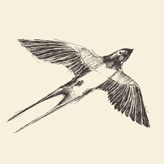 Swallow Bird Engraved Illustration, Sketch