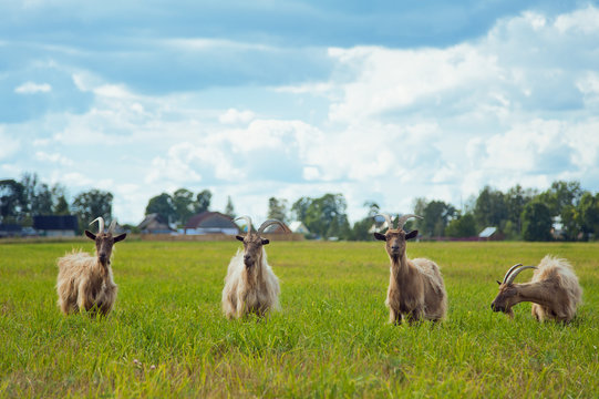 Four goats on the field in summer weather