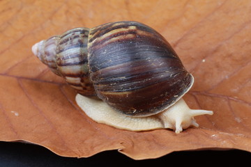 large snails