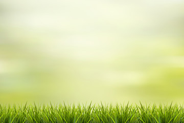 Plakat Grass and green nature blurred background