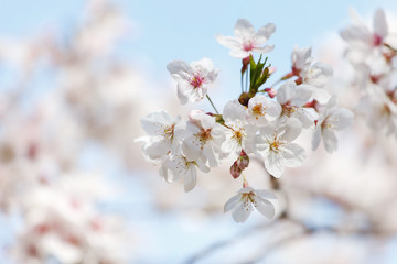 spring tree