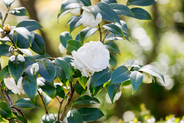 gardenia flowers