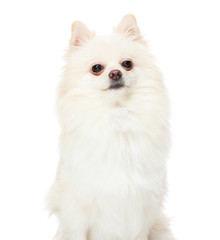 Pomeranian spitz puppy on a white background