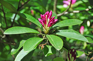 pink rhododendron flower buds