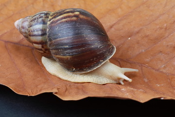 large snails