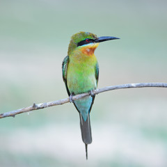 Blue-tailed Bee-eater