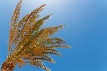 Green palm tree on blue sky