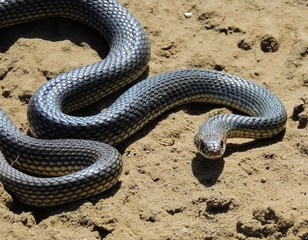   Snake (Dolichophis caspius).