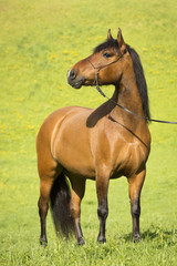 Fototapeta premium Huzulen Fuchs Stute Auf Der Weide