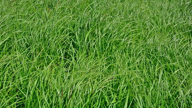 High green grass in the wind.