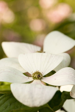 Corniolo o cornus florida
