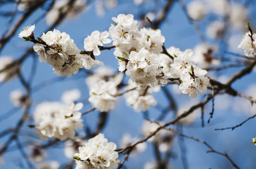 Apricot tree flower