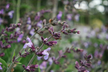 Salvia in fiore