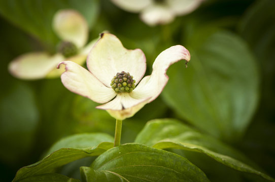 Fiore di corniolo o cornus florida