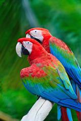 Greenwinged Macaw