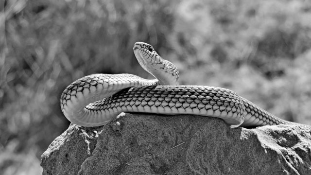   Snake (Dolichophis caspius).