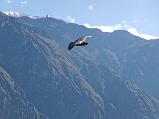 Cruz del Condor andean condor