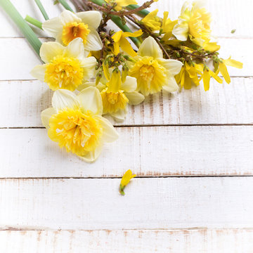 Background with fresh narcissus