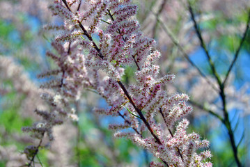 Lila Baum Lila Äste