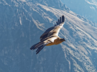 Cruz del Condor andean condor