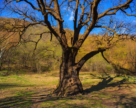 Big oak