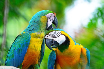 Harlequin macaw - obrazy, fototapety, plakaty