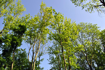 Baumreihe