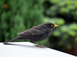 Amsel