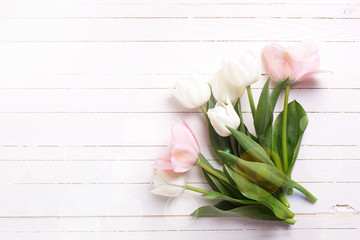 Background with fresh pink and white  tulip flowers