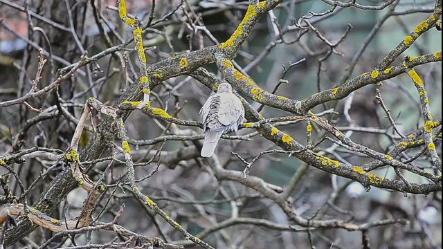 Pigeon hanging on to a leafless branch during a windy autumn day till finally flying off