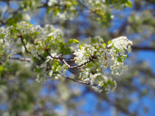 blooming apple tree