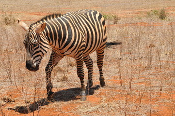 Safari  Tsavo Est Kenya