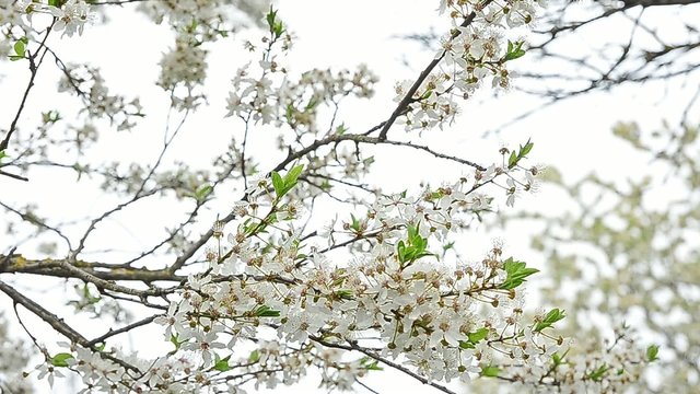 Peaceful plum tree flowers during spring on a white background with calm bird and bee sounds 