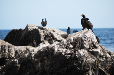 colony of cormorants on the rocks