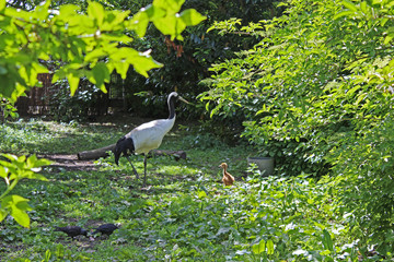Mantsjoerijse kraanvogel met kuiken