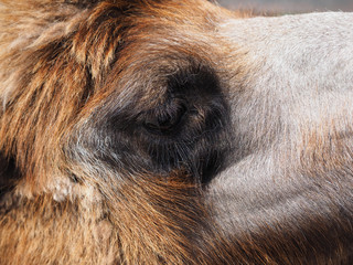 Camel at the zoo