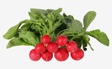 Fresh bunch of radishes