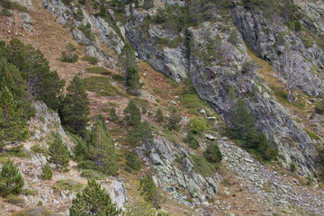 Rocky mountain slope with rare trees. Andorra