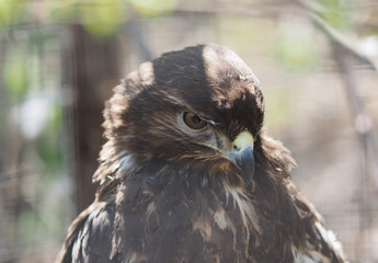bird of prey in the Zoo